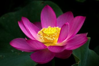 Картинка цветы лотосы пруд розовый лотос цветок
