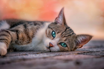 Картинка разное компьютерный+дизайн голубые глаза поза домашние животные кошки кот