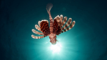 Картинка животные рыбы плавники свет море ядовитая крылатка рыба