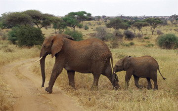 Картинка животные слоны сафари слон дорога
