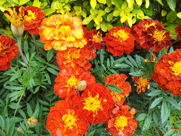 Обои картинки фото цветы, бархатцы, marigolds, много
