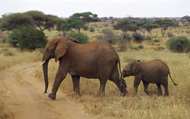 Обои картинки фото животные, слоны, сафари, слон, дорога
