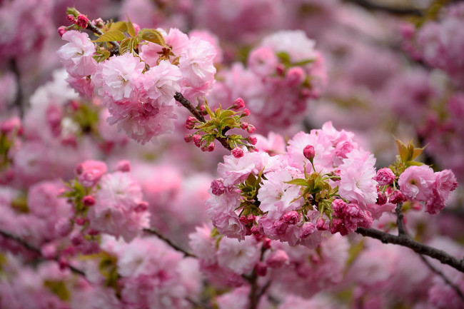 Обои картинки фото цветы, сакура,  вишня, цветение, весна, природа, розовый, ветка, красота