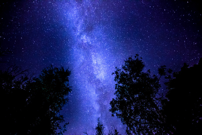 Обои картинки фото разное, компьютерный дизайн, млечный, путь, небо, деревья, ночь, звёзды