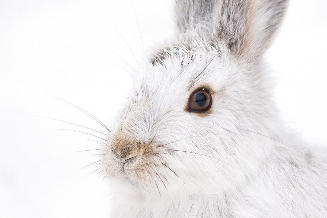 Обои картинки фото животные, кролики,  зайцы, взгляд, усы, белый, мордочка, кролик