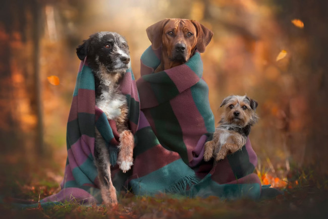 Обои картинки фото животные, собаки, осень, трио, друзья