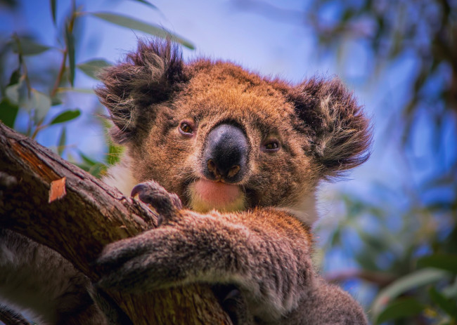 Обои картинки фото животные, коалы, южная, австралия, ветки, эвкалипт, дерево, портрет, травоядное, сумчатое, phascolarctos, cinereus, коала