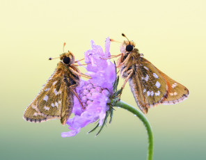 Картинка животные бабочки +мотыльки +моли фон роса утро цветок макро