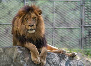 Картинка животные львы царь