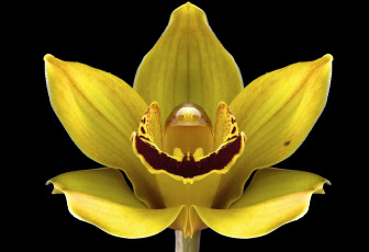 Картинка цветы орхидеи цвет цветок черный фон