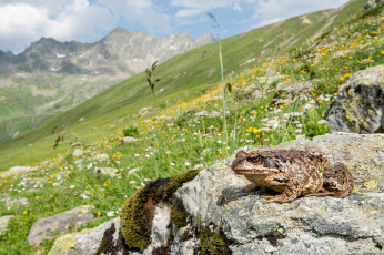 Картинка животные лягушки камень горы цветы трава луг лягушка