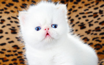 Картинка животные коты голубоглазый пушистый кошки мило леопардовый фон белый котенок