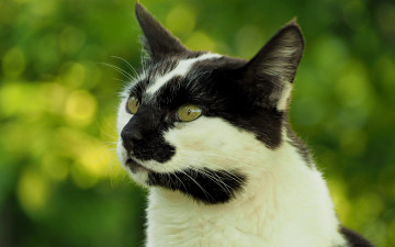 Картинка животные коты кот кошка мордочка