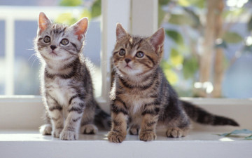 Картинка животные коты котята серые полосатые пара окно подоконник