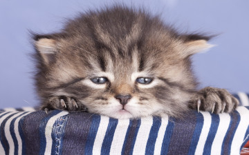Картинка животные коты мило кошки фон сиреневый полоски ткань сумка пушистый полосатый серый котенок
