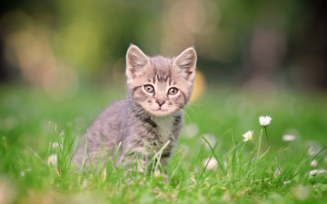 Картинка животные коты серый улыбка зеленый котенок поле ромашки трава полосатый размытый фон