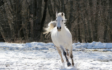 Картинка животные лошади деревья конь снег зима белая лошадь скачет