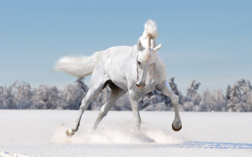 Картинка животные лошади характер поле снег зима белый лошадь конь