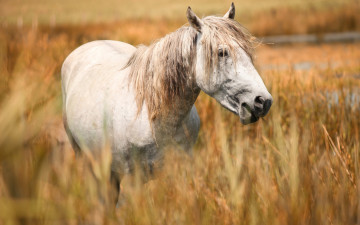Картинка животные лошади портрет морда поле пасется белая конь лошадь злаки
