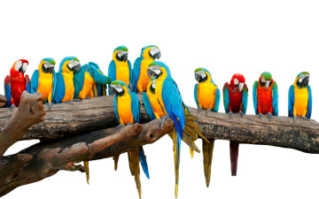 Картинка животные попугаи птицы белый фон разноцветные