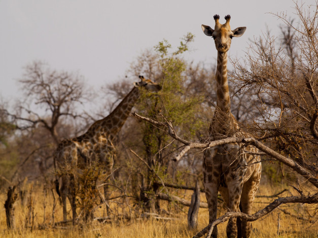 Обои картинки фото животные, жирафы, жираф