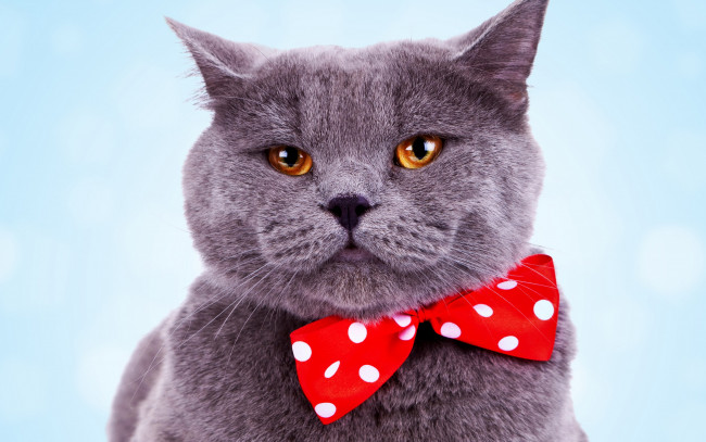 Обои картинки фото животные, коты, джентльмен, красавчик, серый, кот, фон, голубой, красный, бант