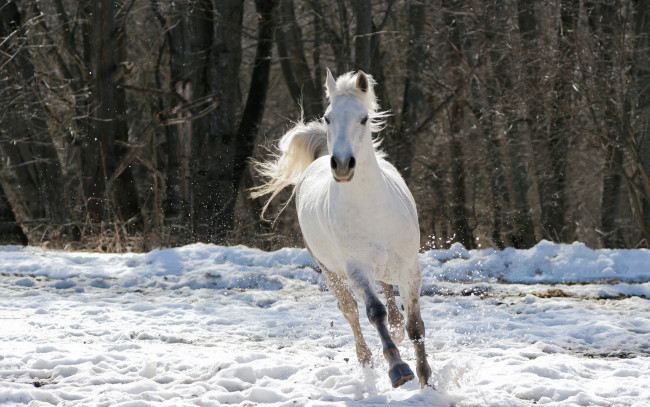 Обои картинки фото животные, лошади, деревья, конь, снег, зима, белая, лошадь, скачет