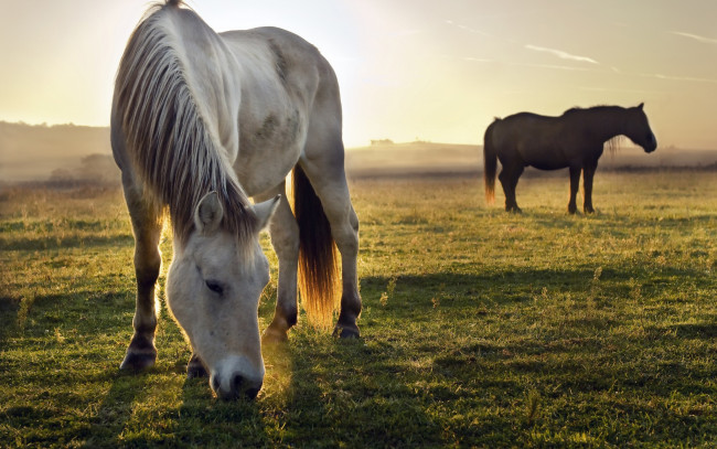 Обои картинки фото животные, лошади, кони, вечер, поле, пасутся, солнечно, трава, закат