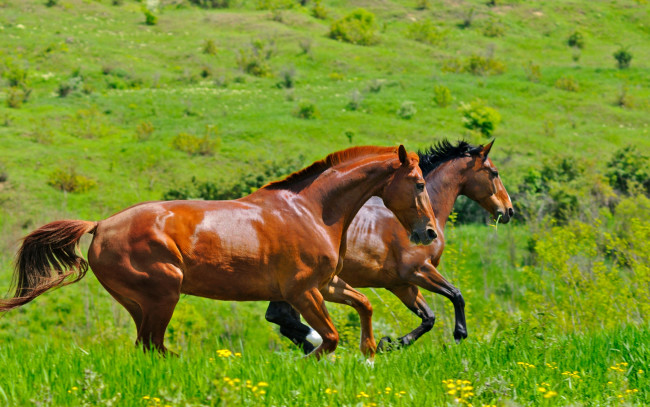 Обои картинки фото животные, лошади, коричневые, пара, двое, два, зелень, кони, трава, поле, скачут, ярко