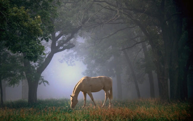 Обои картинки фото животные, лошади, утро, туман, трава, лошадь, поляна, красота, деревья, лес, конь