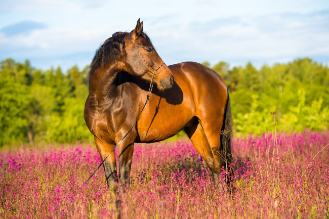 Обои картинки фото животные, лошади, лето, коричневый, конь, лес, цветы, лошадь, поле, красочно, солнечно