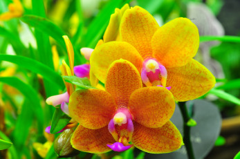 Картинка цветы орхидеи макро растение орхидея листья природа лепестки