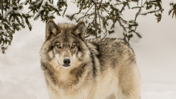 Картинка животные волки +койоты +шакалы морда фон взгляд