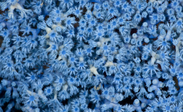 Картинка животные морская+фауна голубые колония актинии