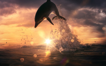 обоя животные, дельфины, брызги, море, вода, солнце, небо, горизонт, облака, закат, лучи, дельфин, блики, прыжок