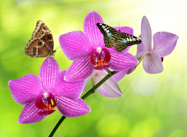 Обои картинки фото животные, бабочки,  мотыльки,  моли, зелень, стебель, фон, блики, бабачки, орхидеи, цветки