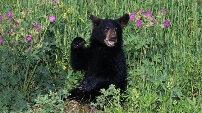 Обои картинки фото животные, медведи, луг, черный, медвежонок, трава, цветы