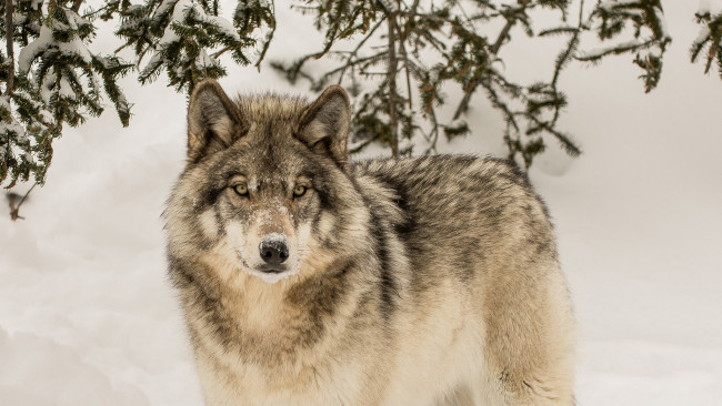 Обои картинки фото животные, волки,  койоты,  шакалы, морда, фон, взгляд