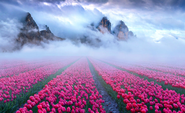 Обои картинки фото цветы, тюльпаны, горы, скалы, туман, поле, ряды, красные