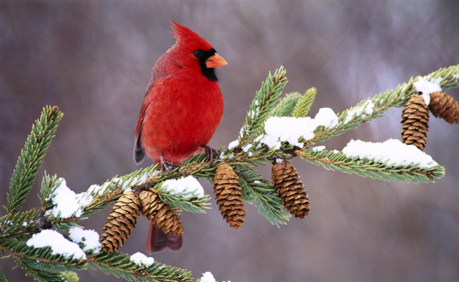 Обои картинки фото животные, кардиналы, снег, зима, ветка, красный, кардинал, птица, шишки