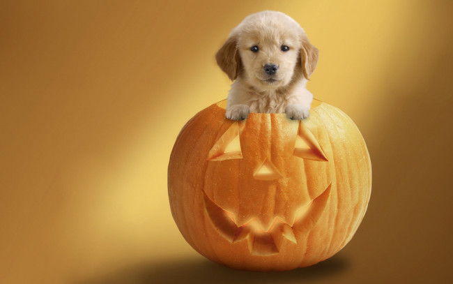 Обои картинки фото животные, собаки, собака, тыква, хеллоуин, праздник, фон