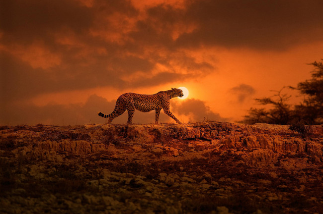 Обои картинки фото животные, леопарды, африка, большая, кошка, кения, прогулка, гепард, солнце