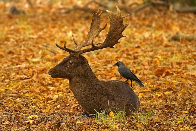 Обои картинки фото животные, разные вместе, рога, осень, ричмонд-парк, англия, лондон, олень, листья, птица