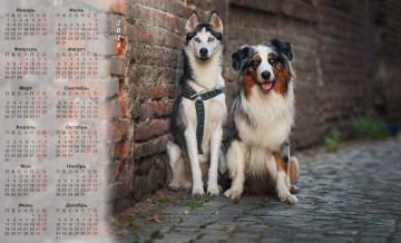 обоя календари, животные, двое, собака, 2018, улица, взгляд