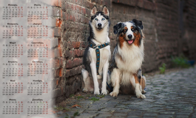 Обои картинки фото календари, животные, двое, собака, 2018, улица, взгляд