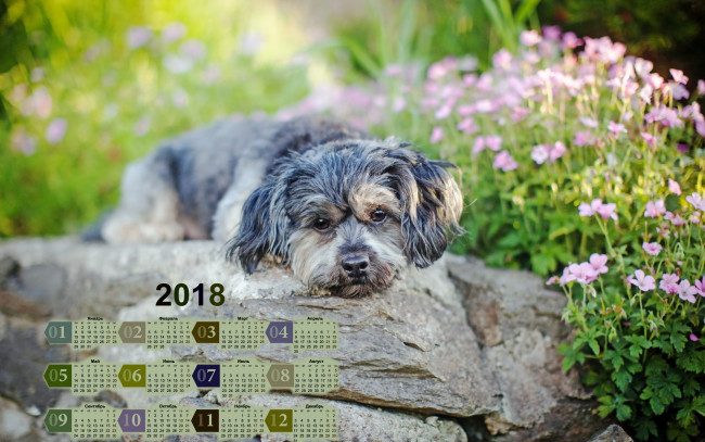 Обои картинки фото календари, животные, цветы, камень, собака, 2018