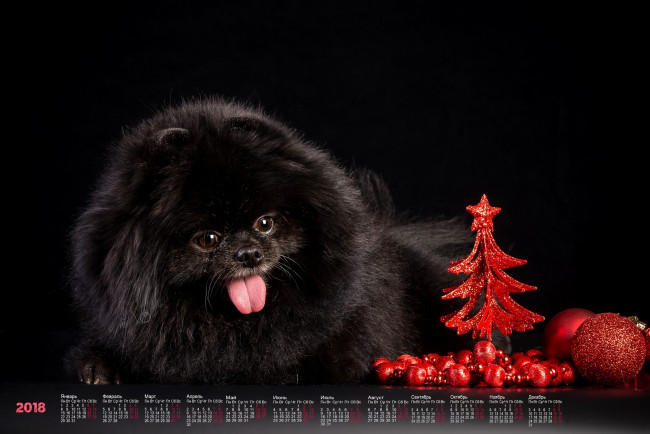 Обои картинки фото календари, животные, черный, фон, собака, 2018