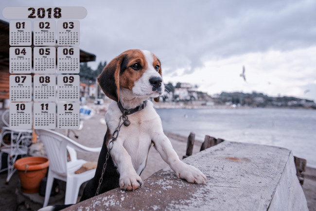 Обои картинки фото календари, животные, водоем, взгляд, собака, 2018