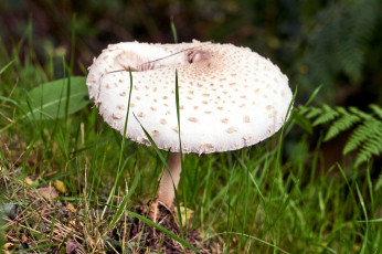 Картинка природа грибы зонтик