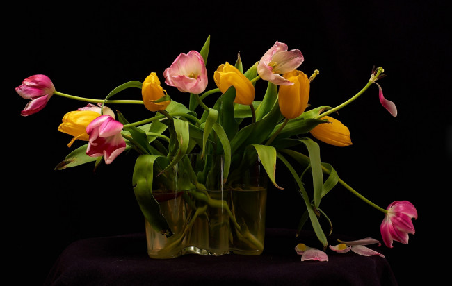 Обои картинки фото цветы, тюльпаны, ваза, лепестки